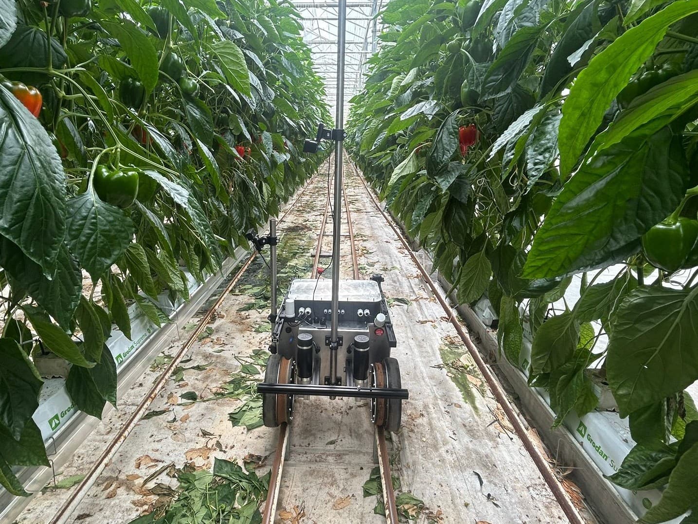 Growbot graduation project in a greenhouse